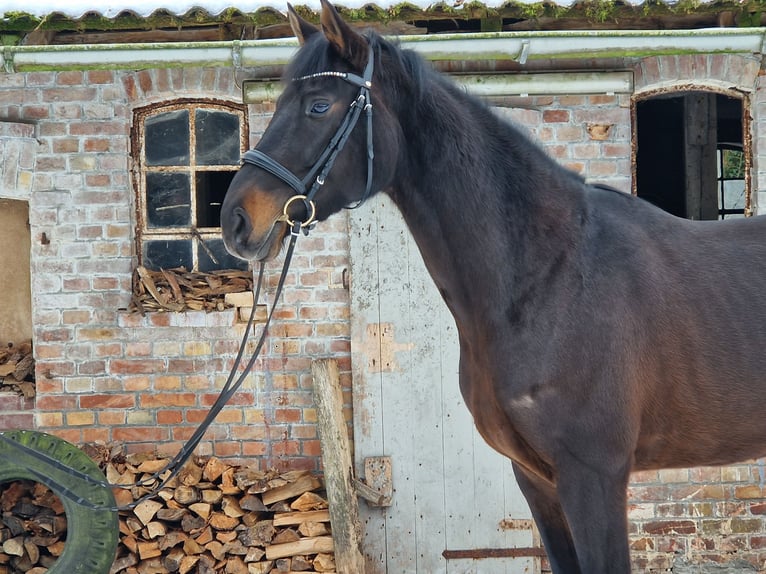 Hannover Giumenta 7 Anni 161 cm Baio scuro in Zeven
