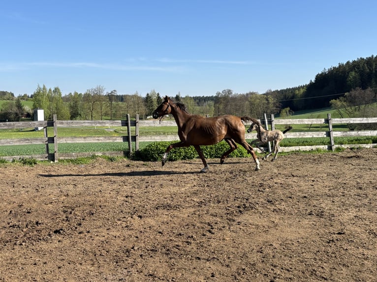 Hannover Giumenta 7 Anni 162 cm Sauro in Zell