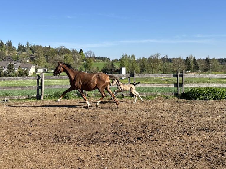 Hannover Giumenta 7 Anni 162 cm Sauro in Zell