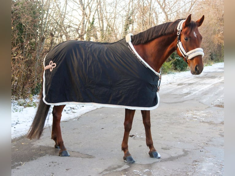 Hannover Giumenta 7 Anni 162 cm Sauro scuro in G&#xF6;tzendorf an der Leitha