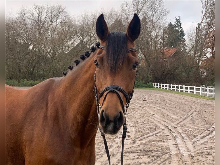 Hannover Giumenta 7 Anni 163 cm Baio in Verden (Aller)