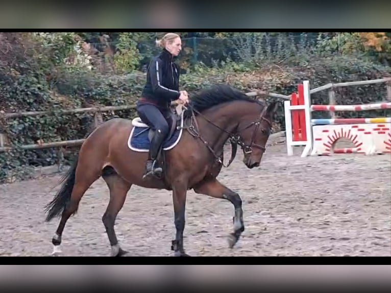 Hannover Giumenta 7 Anni 163 cm Baio in Baesweiler