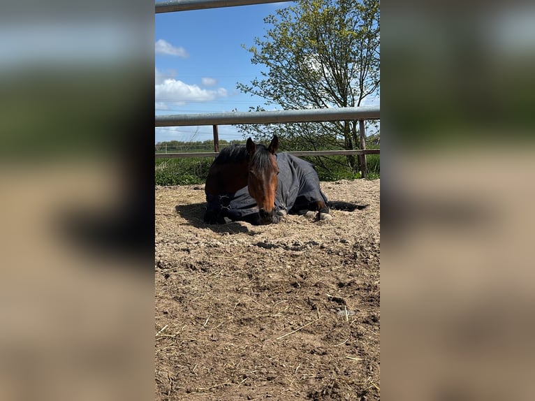 Hannover Giumenta 7 Anni 163 cm Baio in Berne