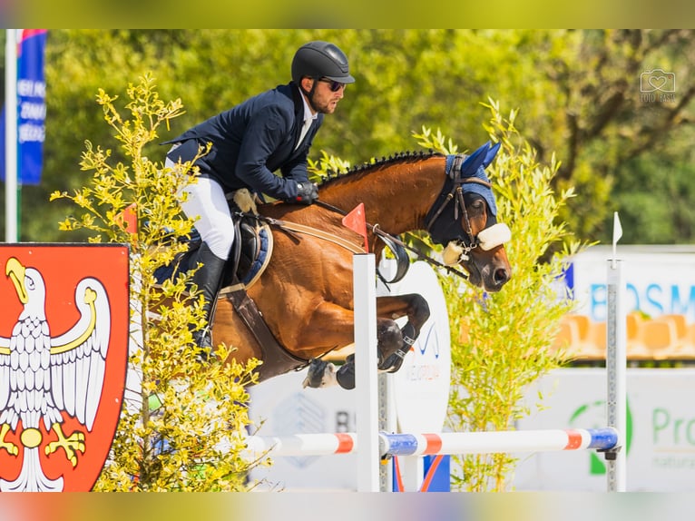 Hannover Giumenta 7 Anni 163 cm Baio ciliegia in Racot