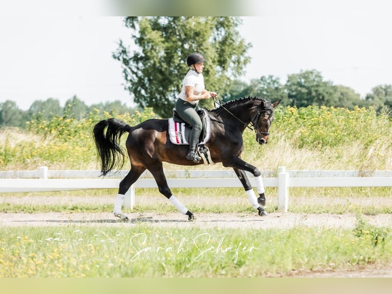 Hannover Giumenta 7 Anni 163 cm Baio scuro in Visselhövede