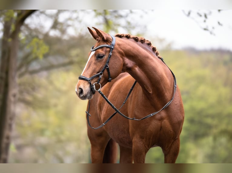 Hannover Giumenta 7 Anni 163 cm in Windhagen