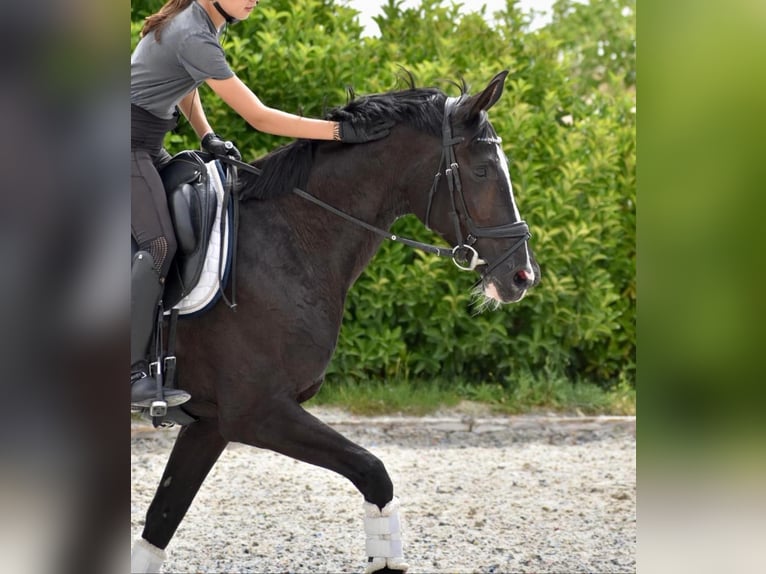 Hannover Giumenta 7 Anni 163 cm Morello in Madrid