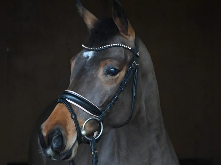 Hannover Giumenta 7 Anni 164 cm Baio in Bonefeld