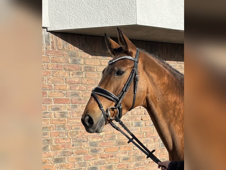 Hannover Giumenta 7 Anni 164 cm Baio in Niederkassel