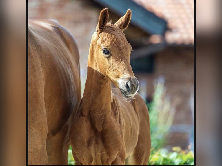 Hannover Giumenta 7 Anni 164 cm Baio in Büttstedt