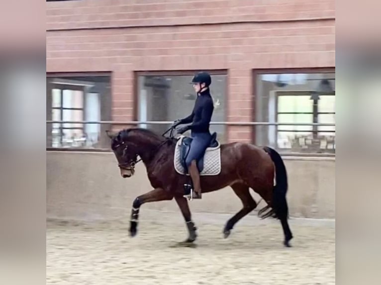 Hannover Giumenta 7 Anni 164 cm Baio in Büttstedt