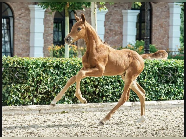 Hannover Giumenta 7 Anni 164 cm Baio in Büttstedt