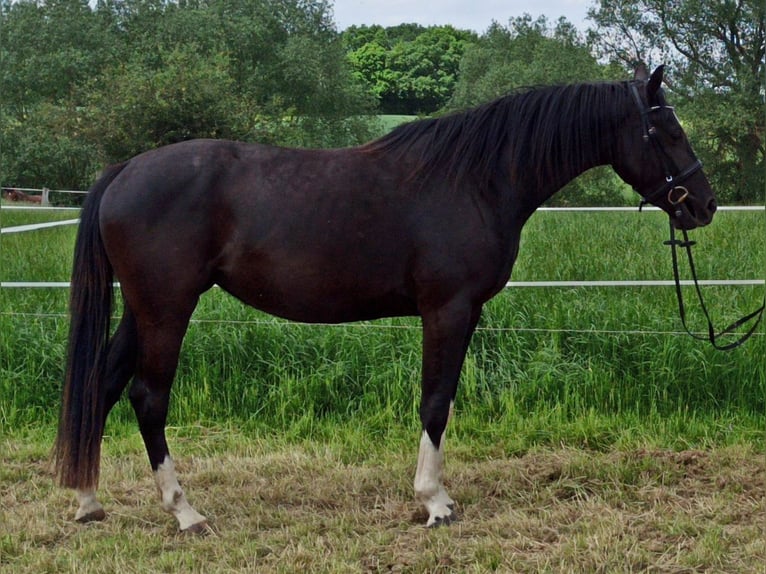 Hannover Giumenta 7 Anni 164 cm Morello in Gleichen
