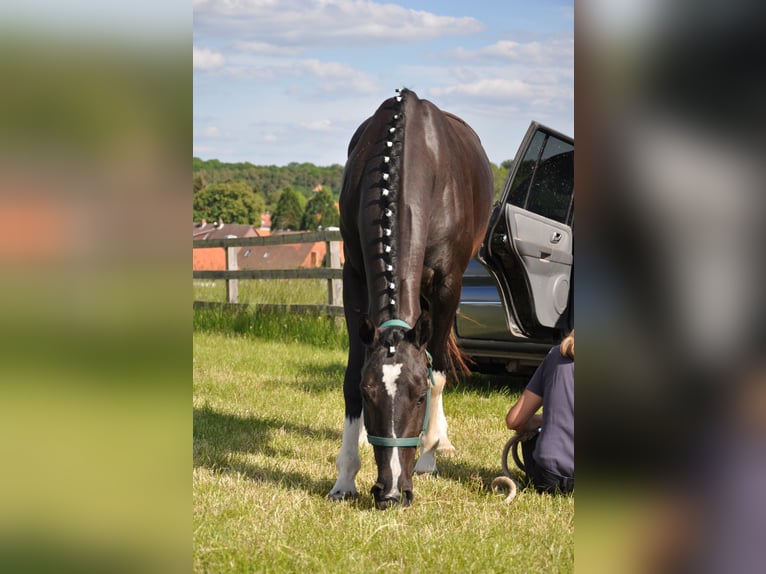 Hannover Giumenta 7 Anni 164 cm Morello in Gleichen
