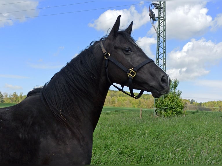 Hannover Giumenta 7 Anni 164 cm Morello in Gleichen