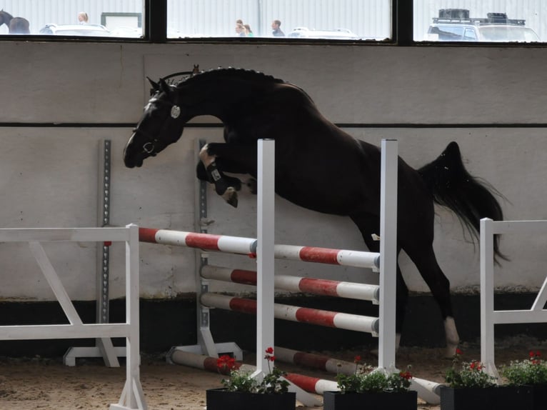 Hannover Giumenta 7 Anni 164 cm Morello in Gleichen