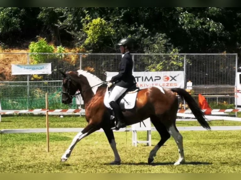 Hannover Mix Giumenta 7 Anni 164 cm Pezzato in Kiskőrös