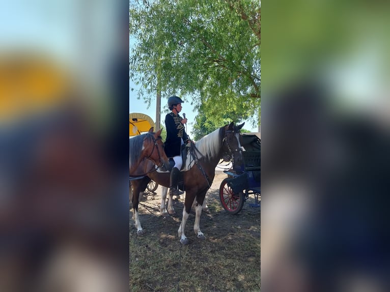 Hannover Mix Giumenta 7 Anni 164 cm Pezzato in Kiskőrös