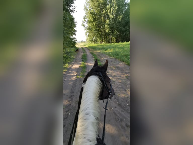 Hannover Mix Giumenta 7 Anni 164 cm Pezzato in Kiskőrös