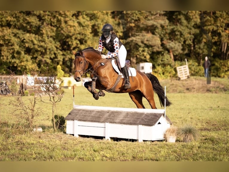 Hannover Giumenta 7 Anni 165 cm Baio in Paderborn