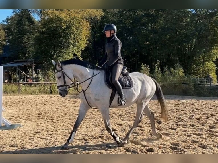Hannover Giumenta 7 Anni 165 cm Grigio in Verden (Aller)