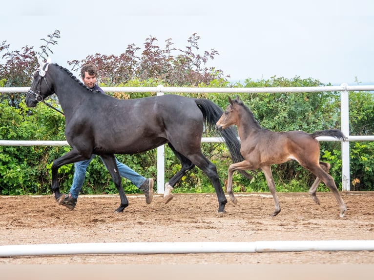 Hannover Giumenta 7 Anni 165 cm Morello in Hetschburg