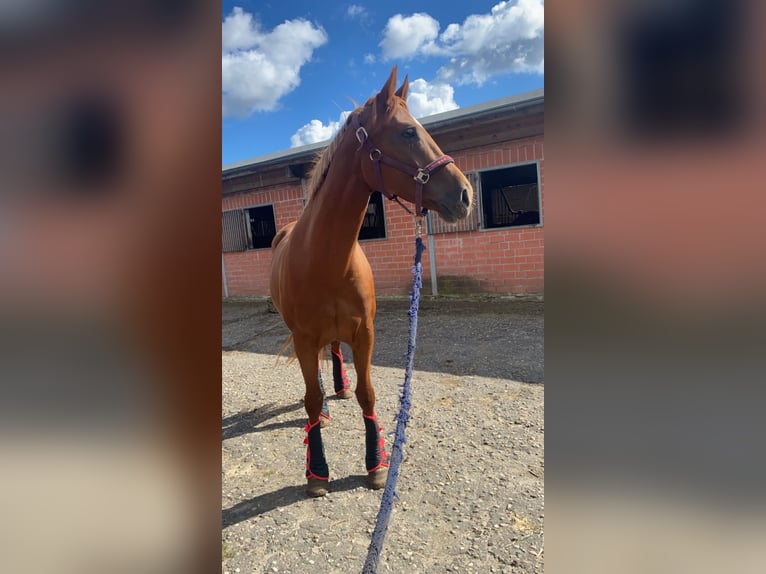 Hannover Giumenta 7 Anni 165 cm Sauro in Hamburg Osdorf