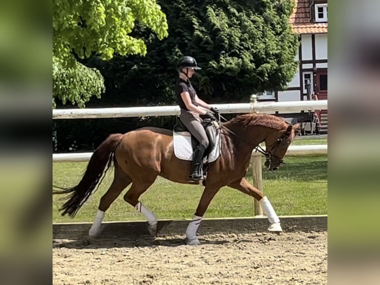 Hannover Giumenta 7 Anni 165 cm Sauro in Hamm