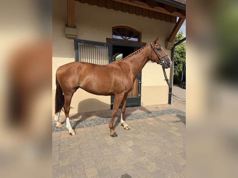 Hannover Giumenta 7 Anni 165 cm Sauro in Seibersbach