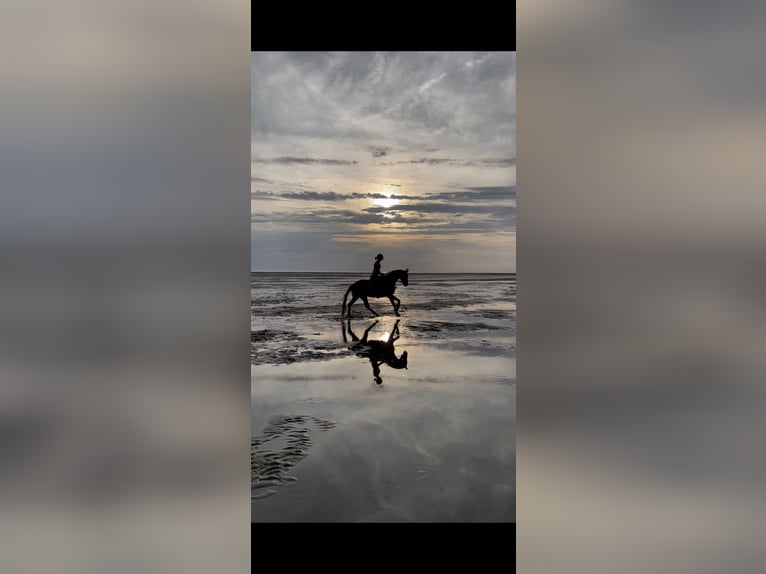 Hannover Giumenta 7 Anni 165 cm Sauro in Markgröningen