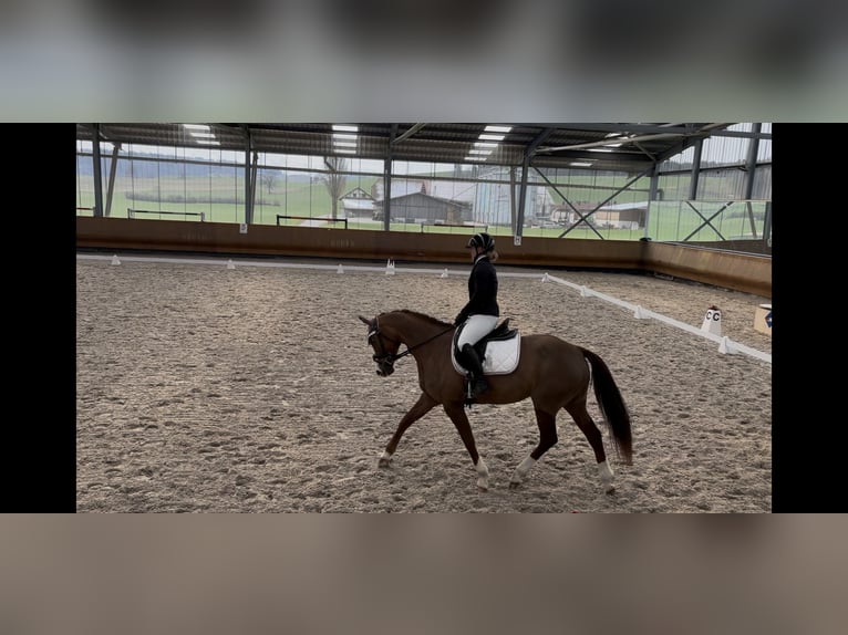 Hannover Giumenta 7 Anni 165 cm Sauro scuro in Niederwangen b. Bern