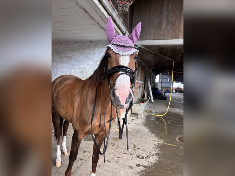 Hannover Giumenta 7 Anni 165 cm Sauro scuro in Niederwangen b. Bern