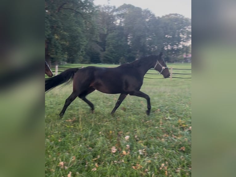 Hannover Giumenta 7 Anni 166 cm Baio nero in Kranenburg