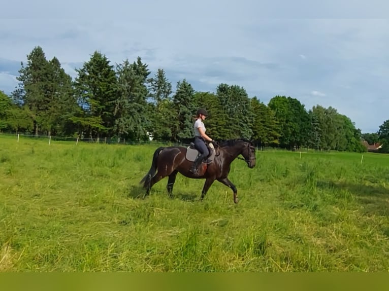 Hannover Giumenta 7 Anni 166 cm Baio nero in Uetze