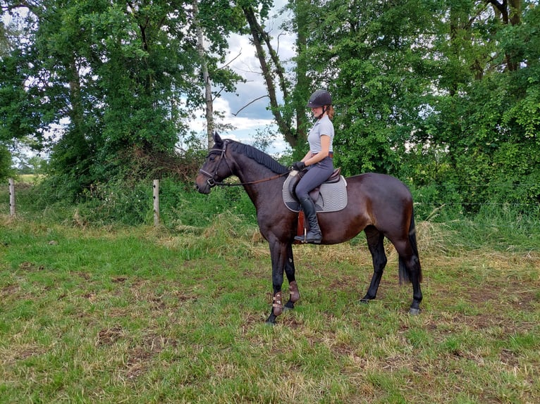 Hannover Giumenta 7 Anni 166 cm Baio nero in Uetze