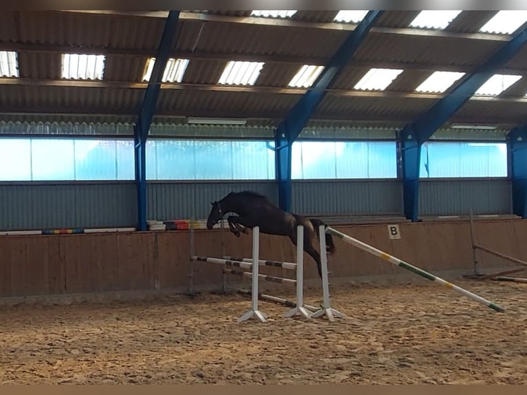 Hannover Giumenta 7 Anni 166 cm Baio nero in Uetze