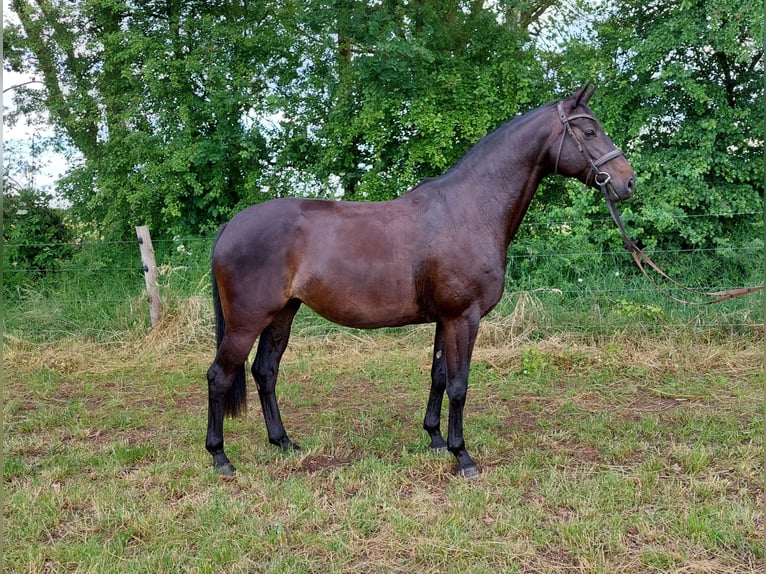Hannover Giumenta 7 Anni 166 cm Baio nero in Uetze
