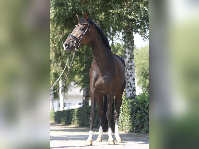Hannover Giumenta 7 Anni 166 cm Baio scuro in Bielefeld