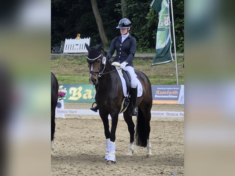 Hannover Giumenta 7 Anni 166 cm Baio scuro in Bielefeld