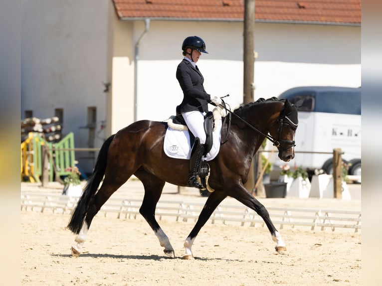 Hannover Giumenta 7 Anni 166 cm Baio scuro in Bielefeld