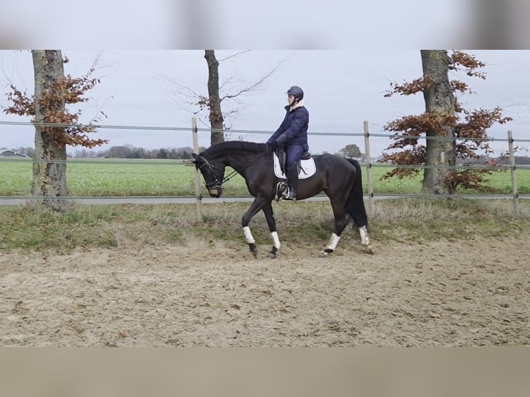 Hannover Giumenta 7 Anni 166 cm Baio scuro in Koningsbosch