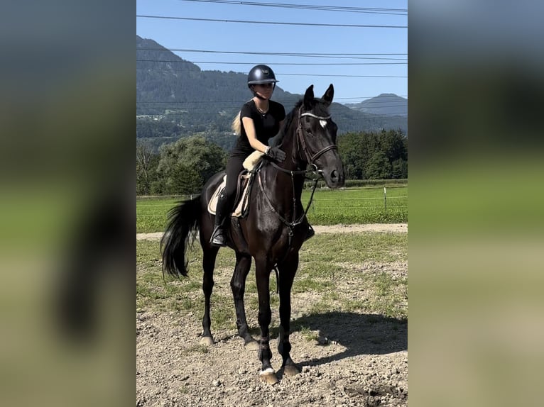 Hannover Giumenta 7 Anni 166 cm Morello in Schlins