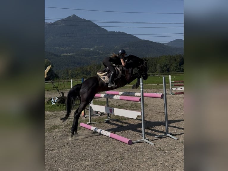 Hannover Giumenta 7 Anni 166 cm Morello in Schlins