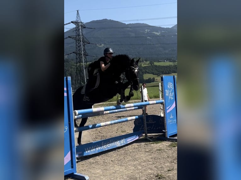 Hannover Giumenta 7 Anni 166 cm Morello in Schlins