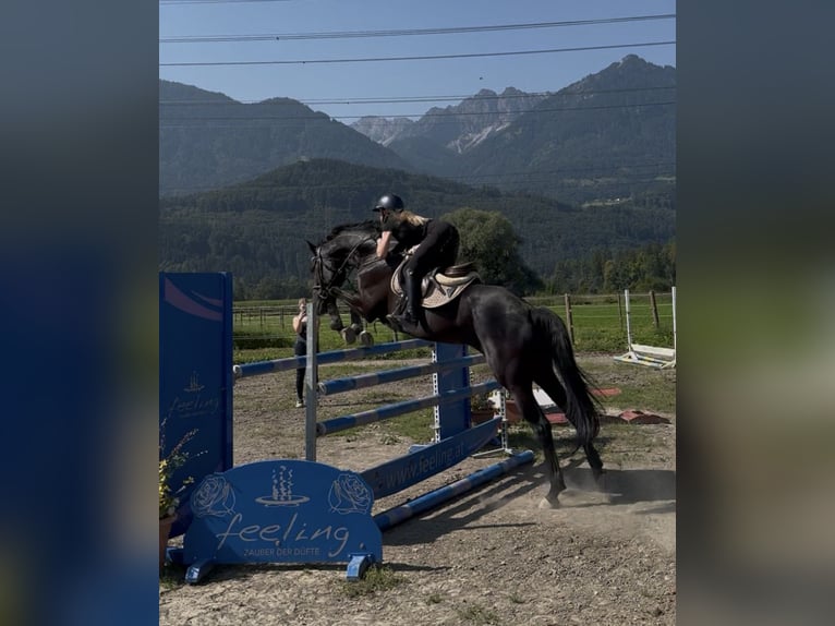 Hannover Giumenta 7 Anni 166 cm Morello in Schlins
