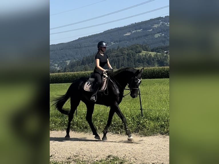 Hannover Giumenta 7 Anni 166 cm Morello in Schlins