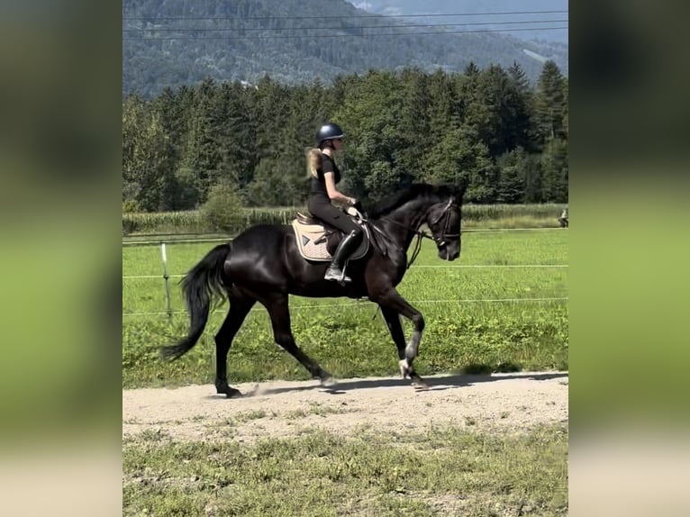 Hannover Giumenta 7 Anni 166 cm Morello in Schlins