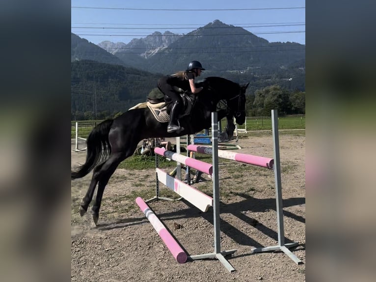 Hannover Giumenta 7 Anni 166 cm Morello in Schlins