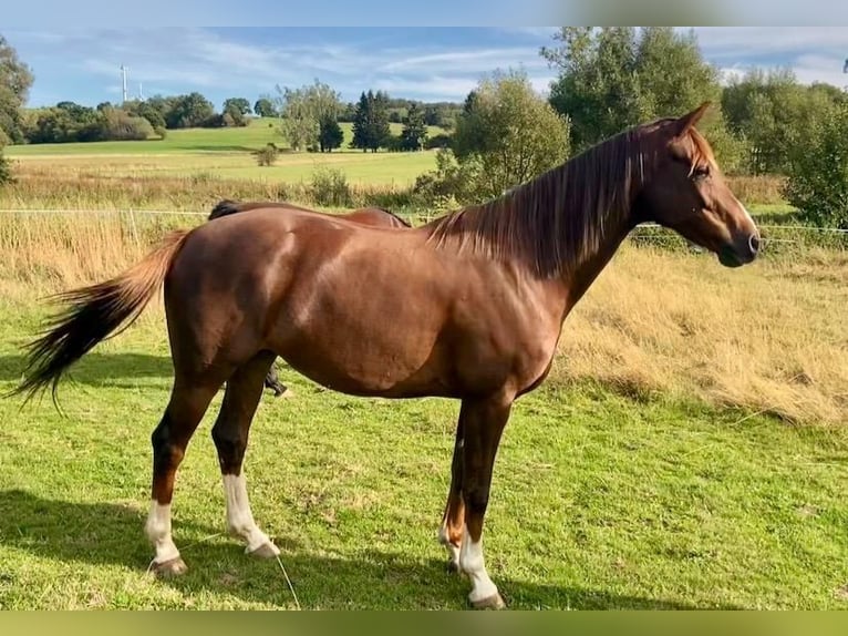 Hannover Giumenta 7 Anni 166 cm Sauro scuro in Grebenhain