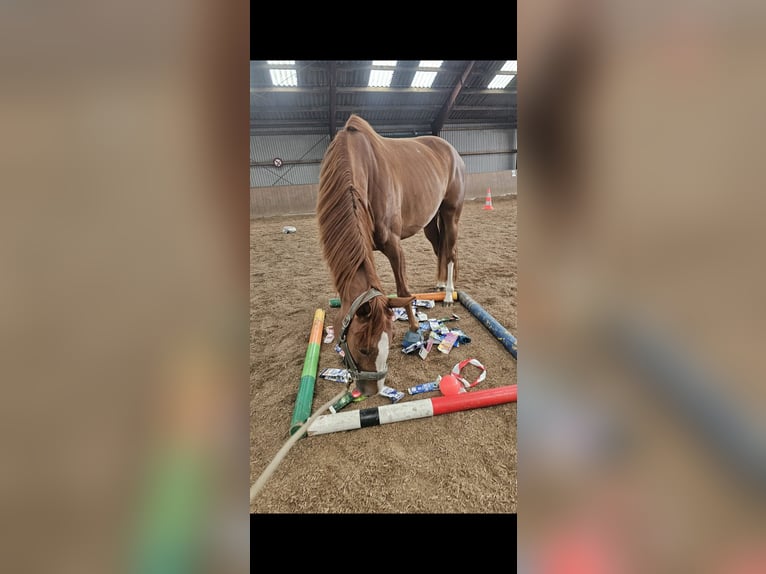 Hannover Giumenta 7 Anni 166 cm Sauro scuro in Bordesholm